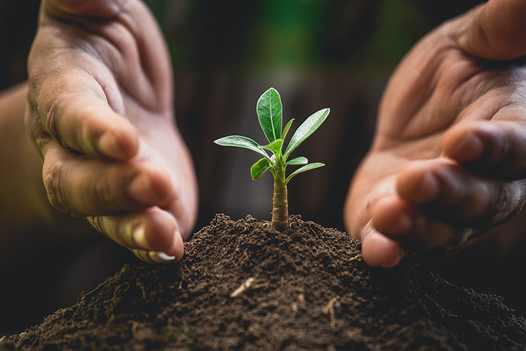 privacy voorzien Ga naar beneden Wij planten bomen - PAX Raamdecoratie